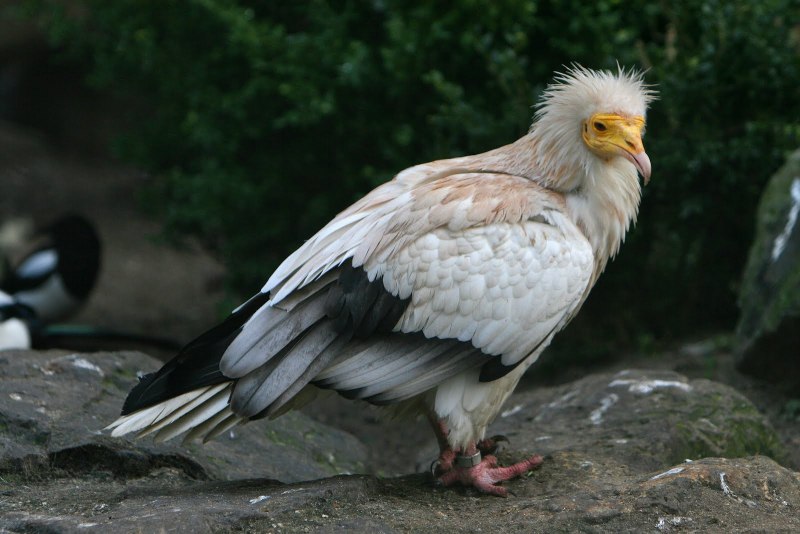 Стервятник Neophron percnopterus
