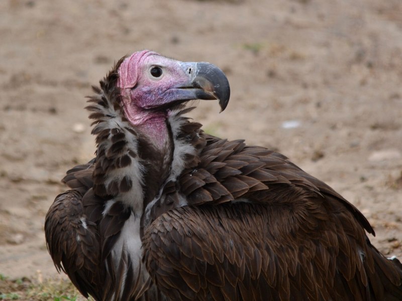 Lappet-faced Vulture