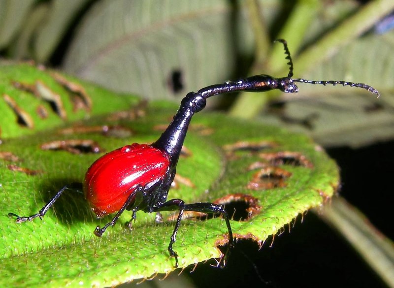 Жук Trachelophorus Giraffa