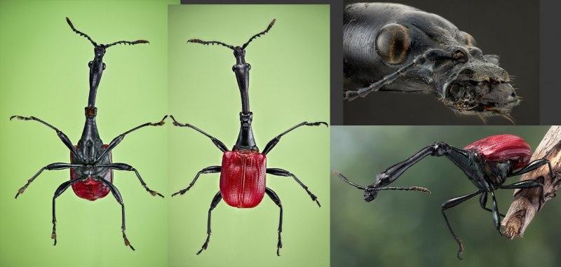 Жук Trachelophorus Giraffa