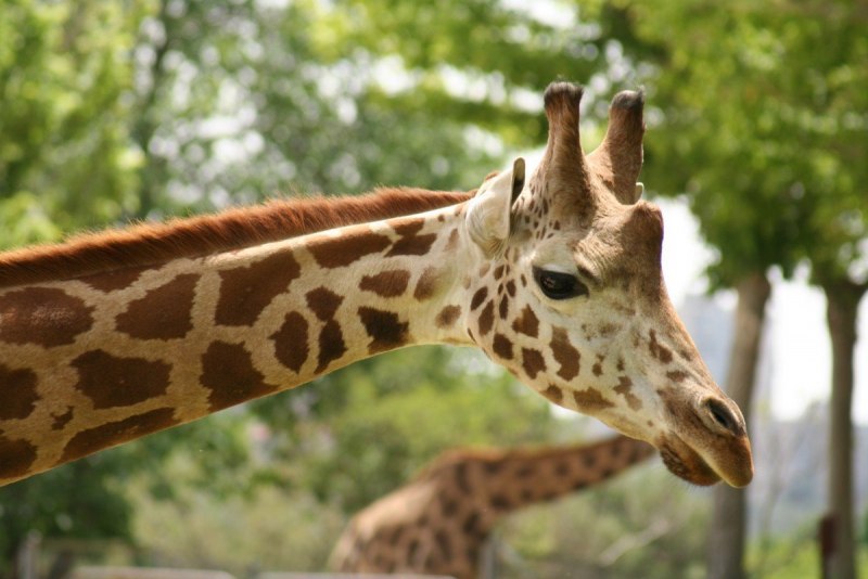 Жук Trachelophorus Giraffa летает