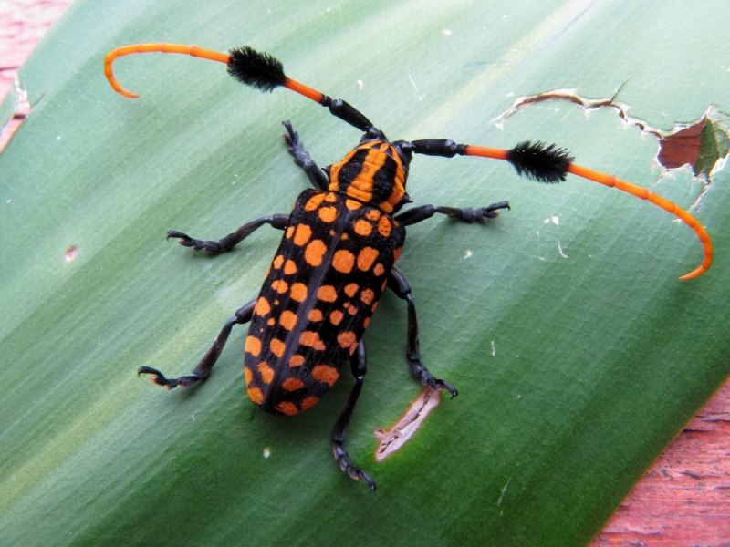 Pyrops SP.