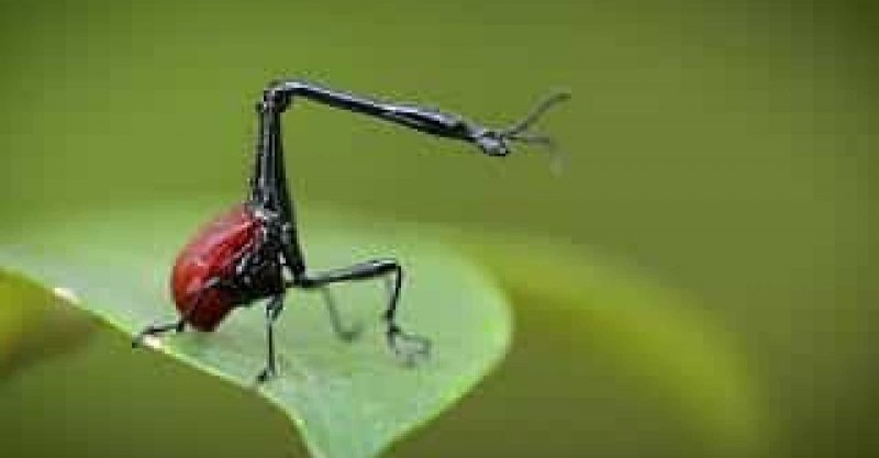 Trachelophorus SP.