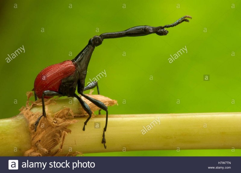 Жук Trachelophorus Giraffa