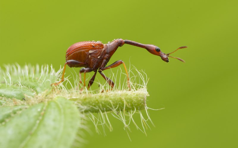 Жук-Жираф (лат. Trachelophorus Giraffa