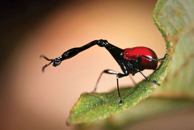 Жук Trachelophorus Giraffa