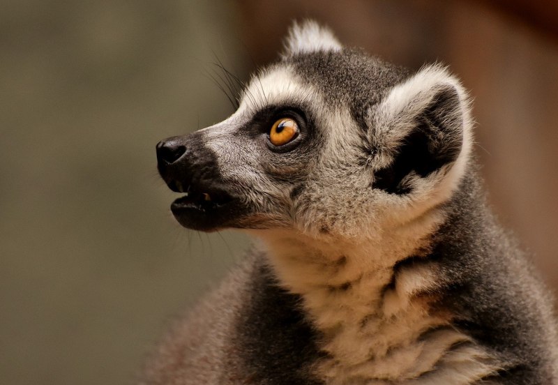 Bush Baby галаго