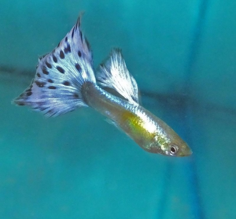 Гуппи Albino Blue