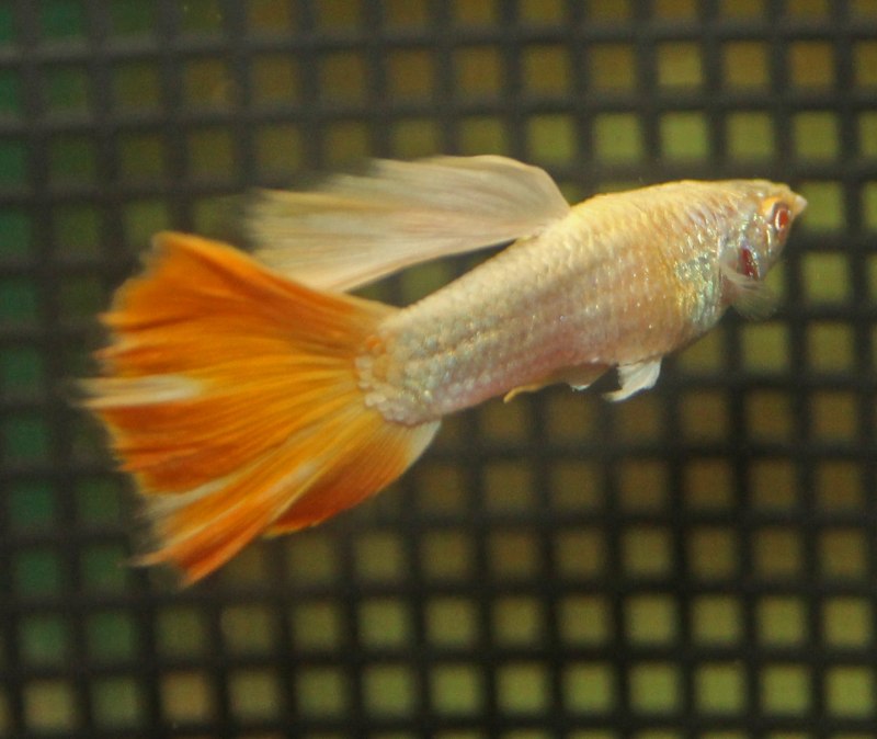 Гуппи стандарт Guppy Dragon
