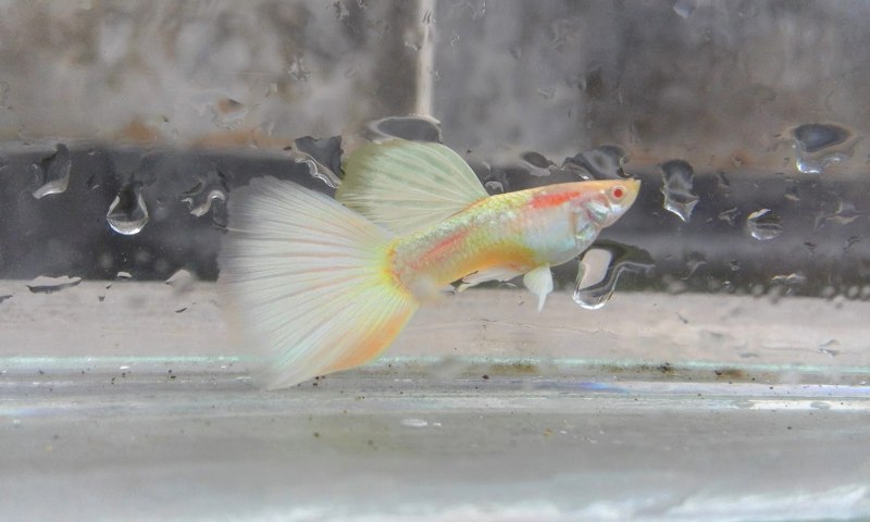 Гуппи стандарт Guppy Dragon
