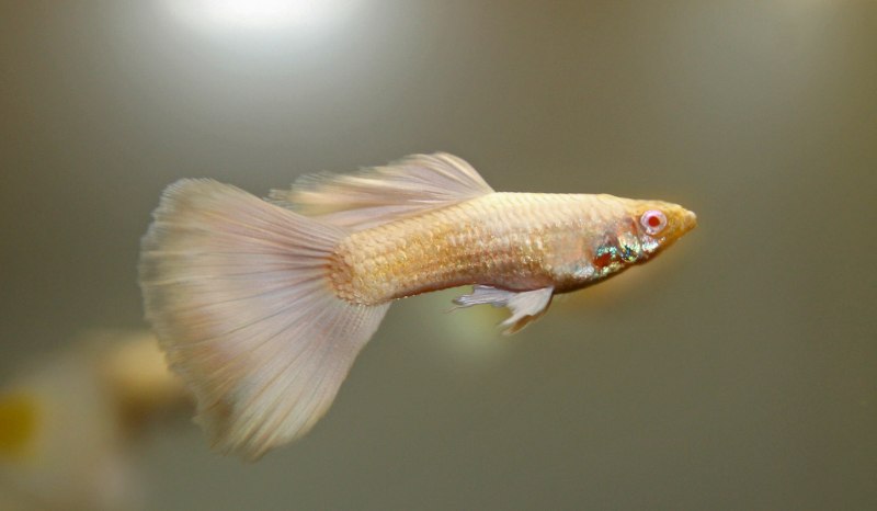Гуппи Albino Platinum Full