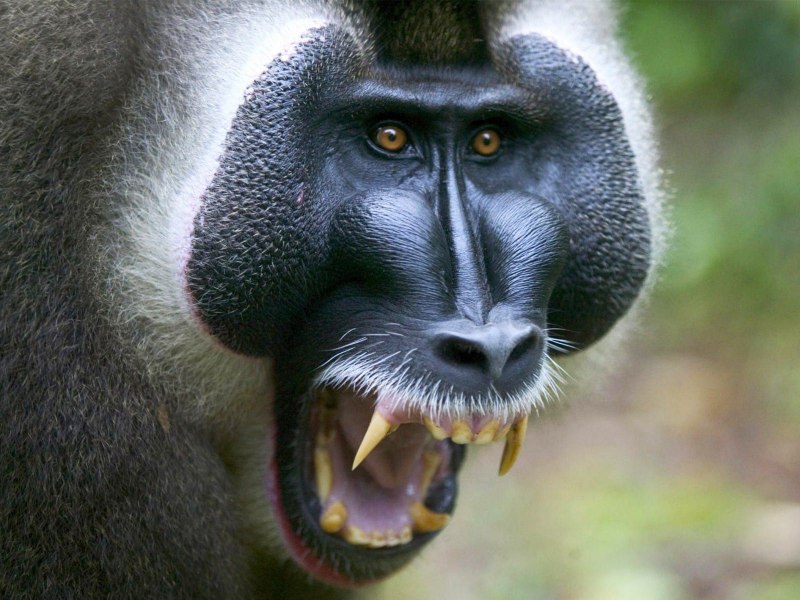 Павиан бабуин (54 фото)