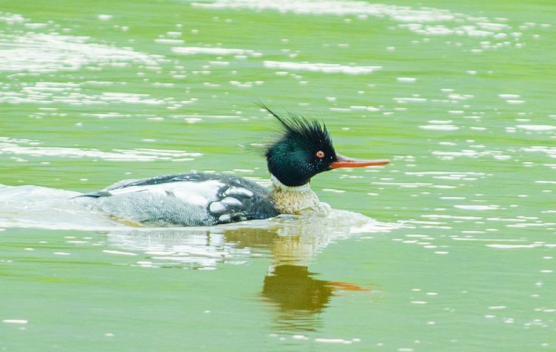 Red-breasted Merganser