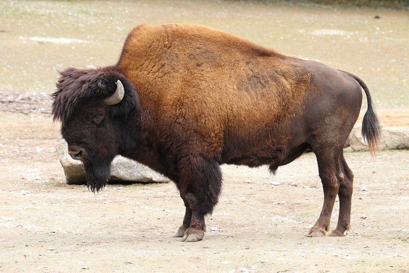 Bison Bison athabascae