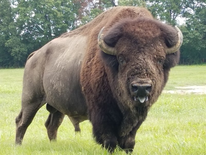 ЗУБР Bison bonasus
