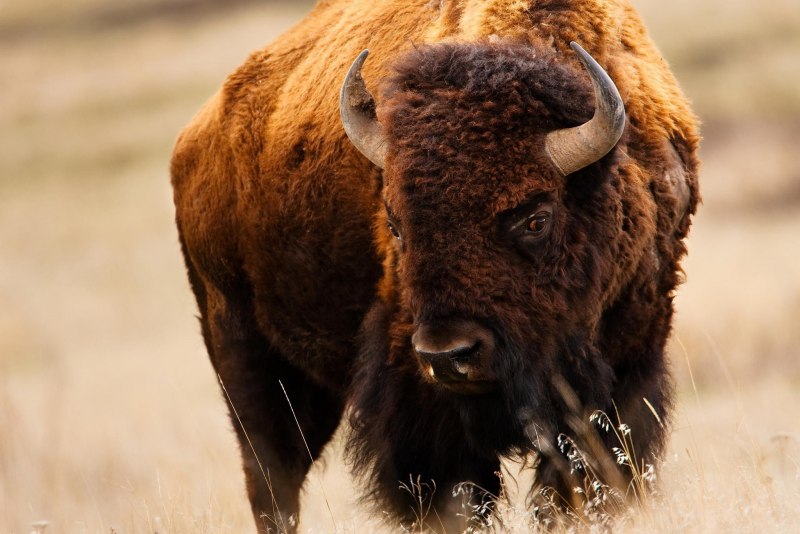 Первобытный Бизон Bison Priscus