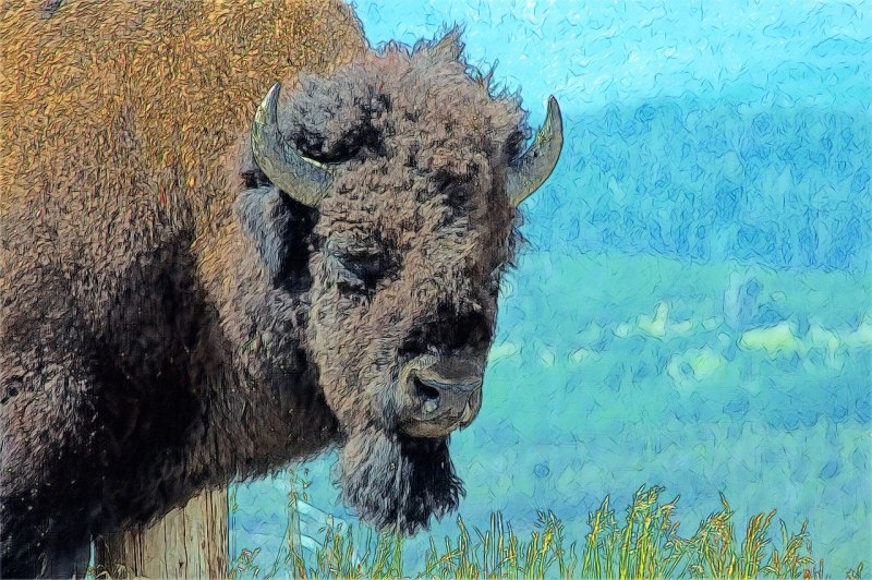 Бизоны в Южной Америке