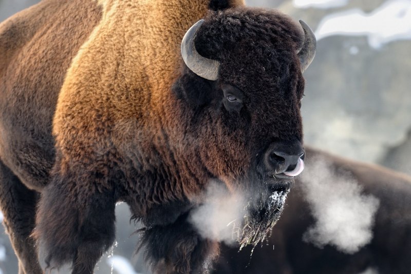 Бизон - Buffalo