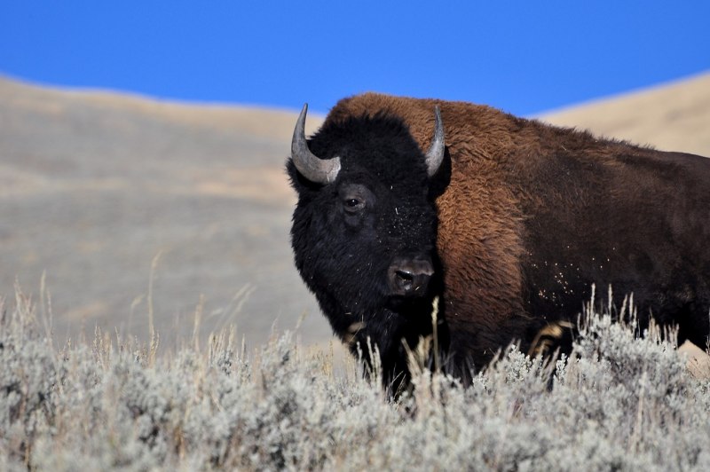 Бизон (Bison Bison)