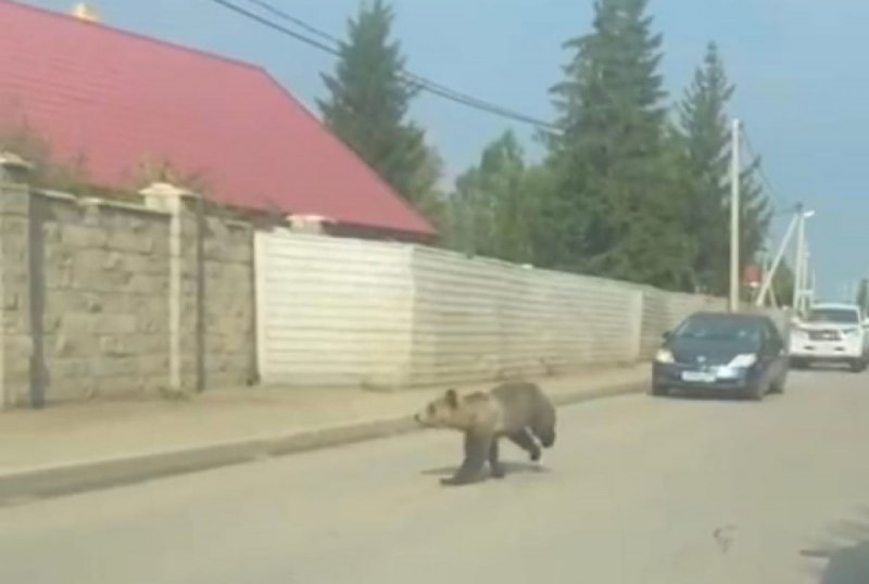 Зоопарк Москва медведи