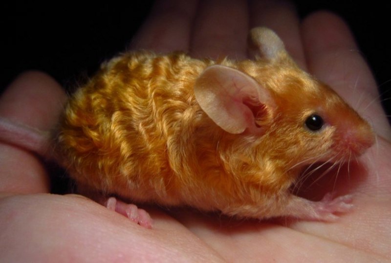 Кудрявая сатиновая мышь (67 фото)