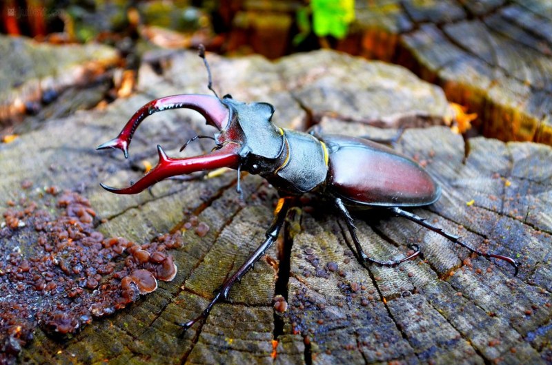Жук-олень (Lucanus Cervus)
