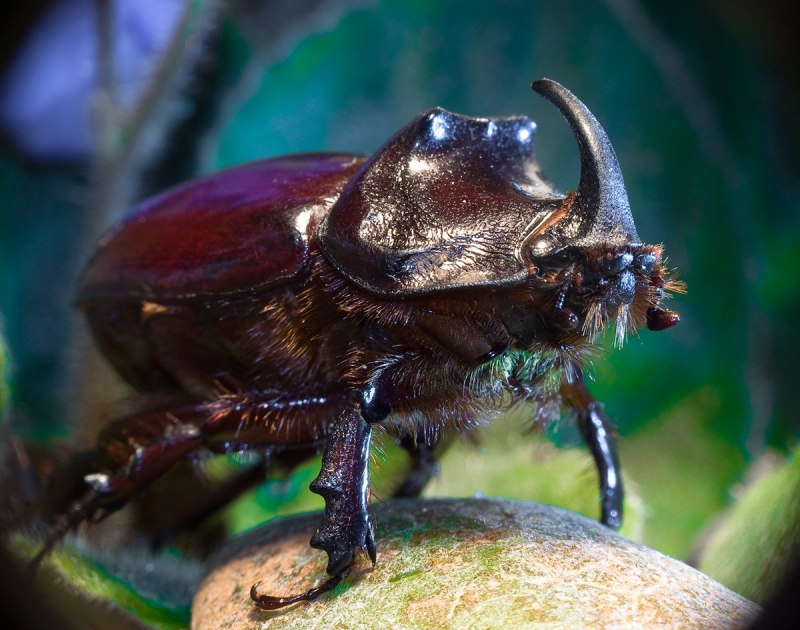 Жук Lucanus Cervus