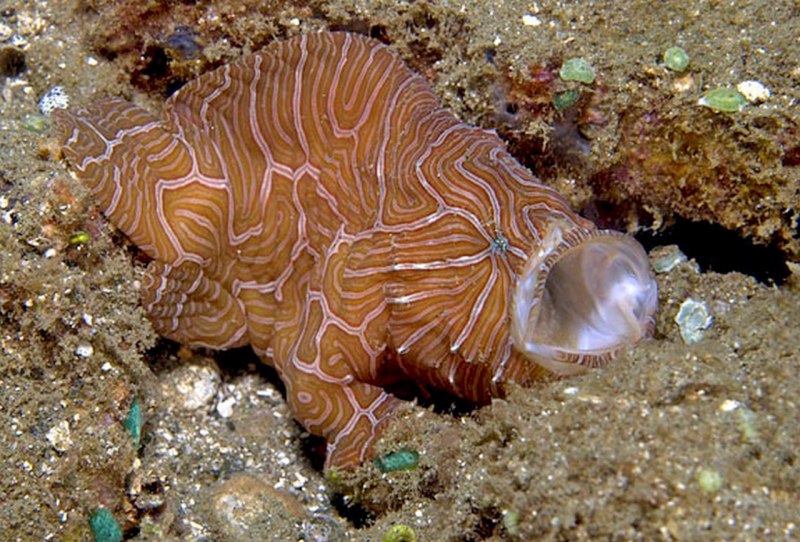 Морские рыбы с камуфляжем