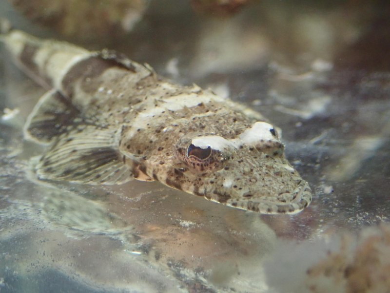 Морская камбала