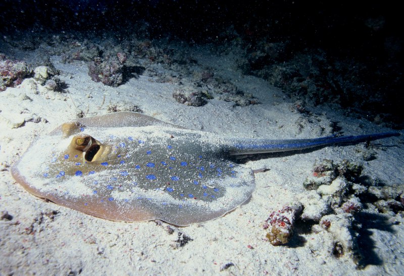 Рыба Баярд красное море