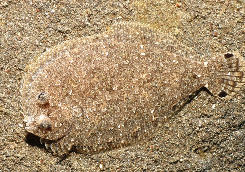Рыбы Карибского моря