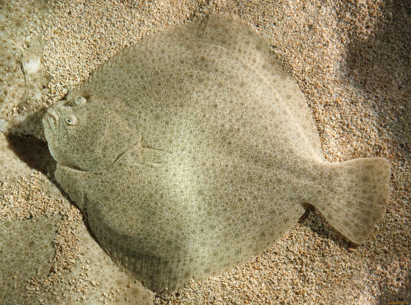 Rhinogobius similis