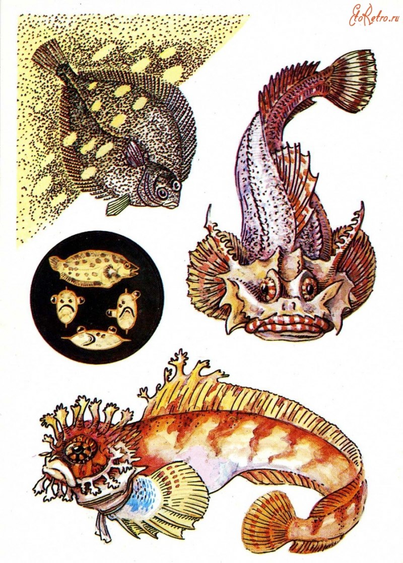 Taeniura meyeni