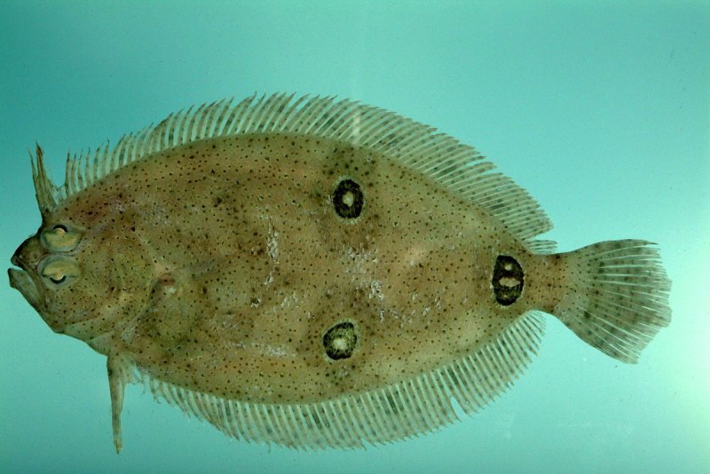 Flounder рыба камбала