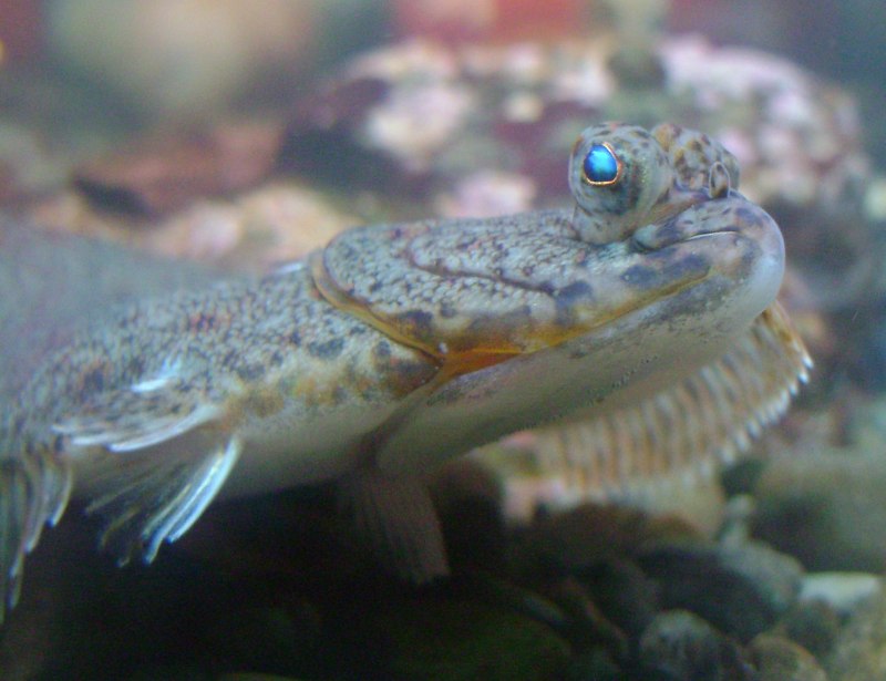 Bythitidae