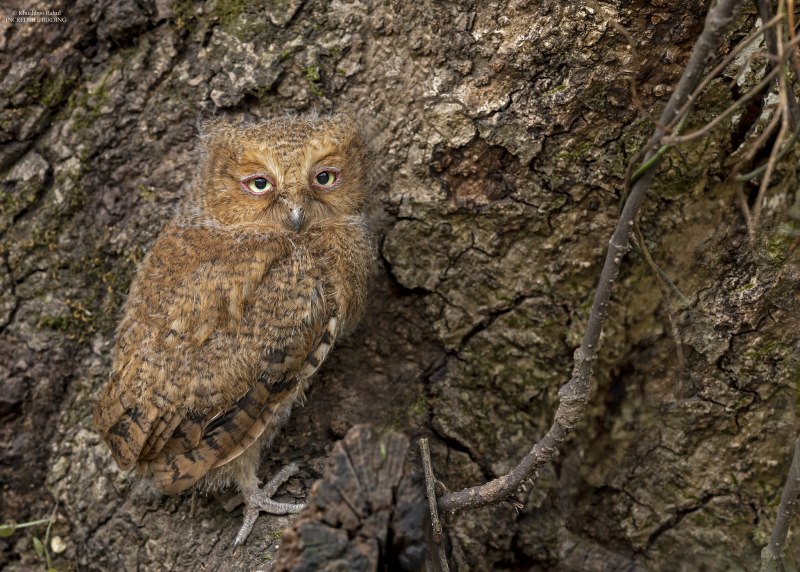 Сплюшка Otus SCOPS (Linnaeus, 1758)