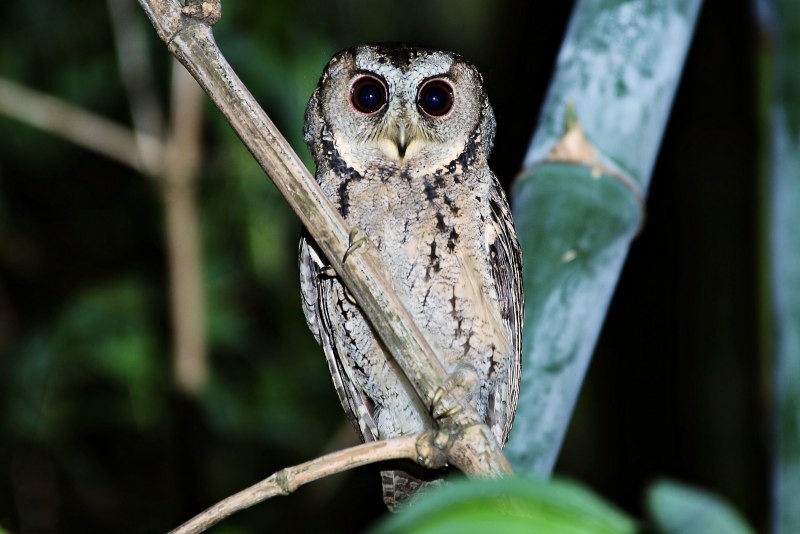 Otus semitorques