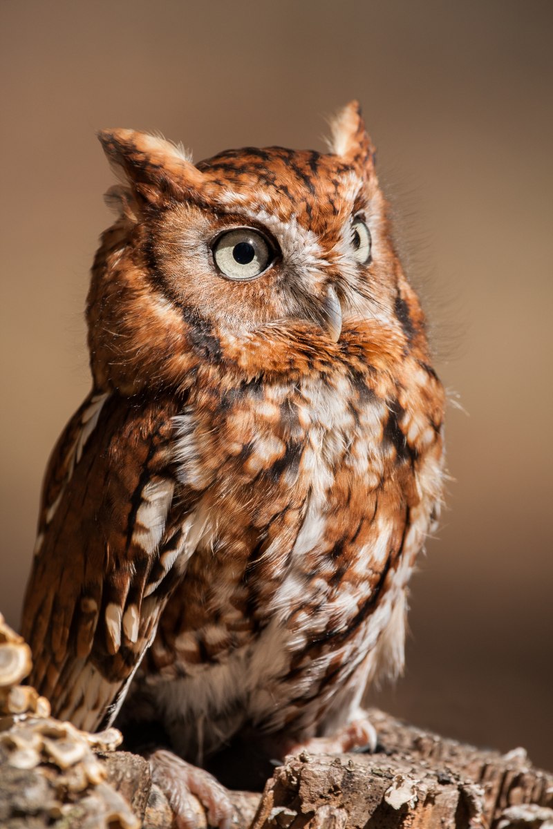 Восточная совка (Otus sunia)
