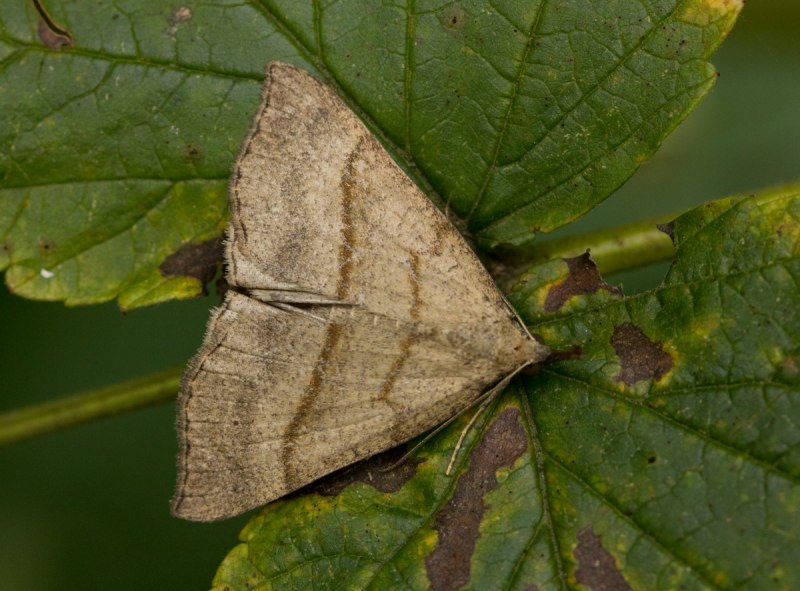 Совка Diarsia canescens (Butler, 1878)