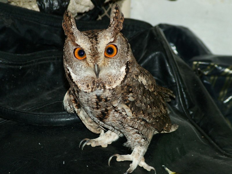 Otus spilocephalus — пятнистая совка