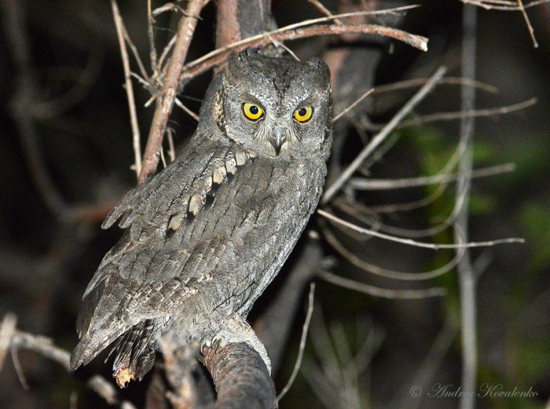 Everett's SCOPS Owl