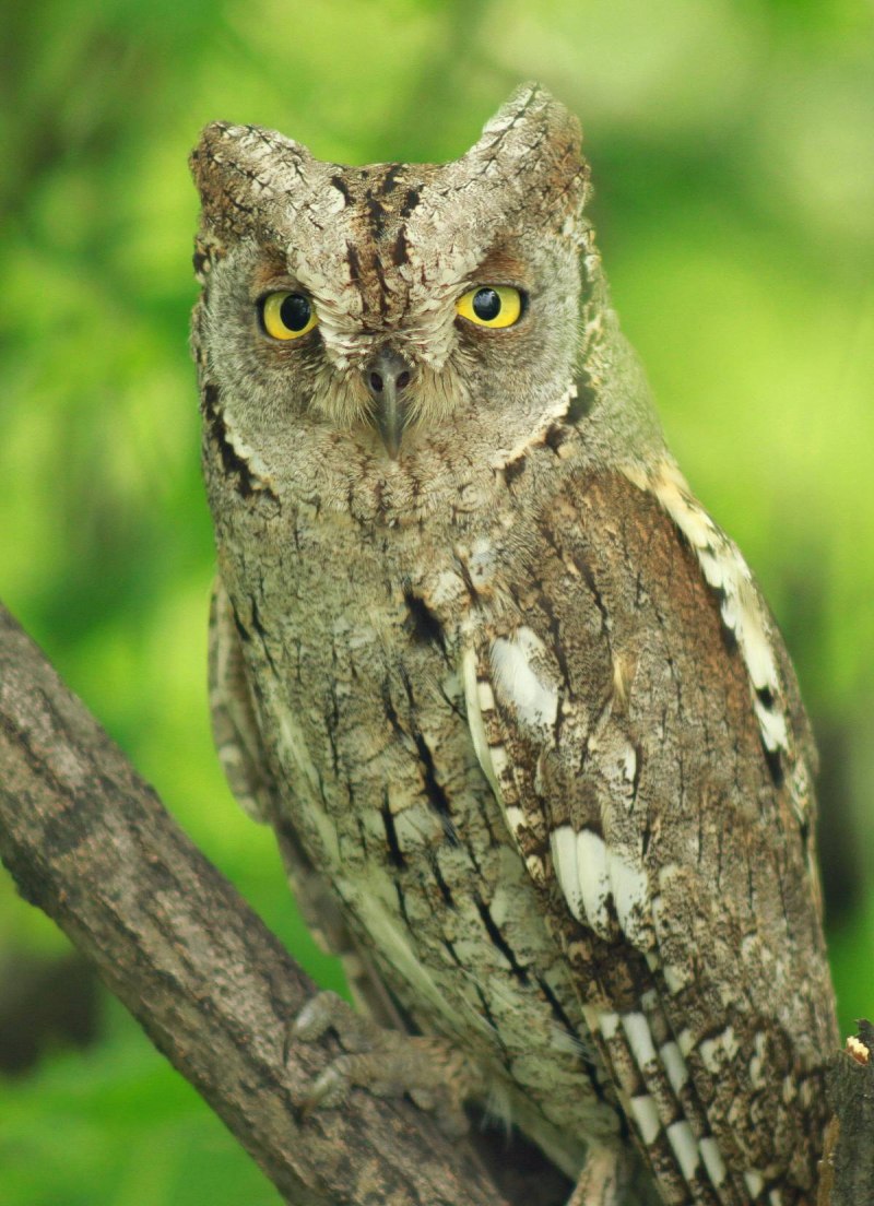 Otus Unity