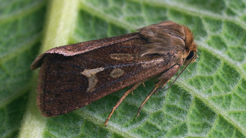 Otus bakkamoena