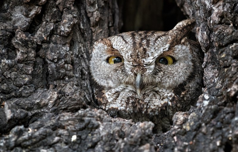 Пустынная совка (Otus brucei)