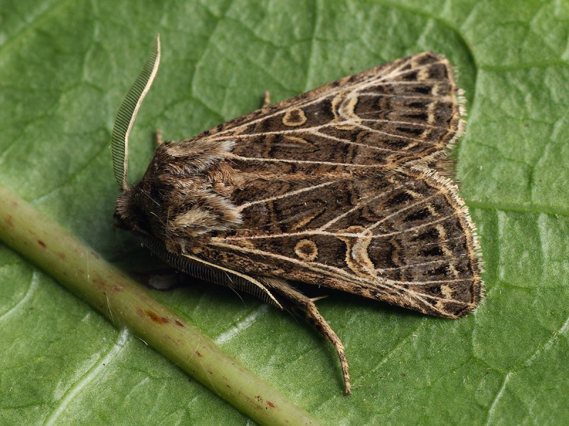 Совка травяная (Cerapteryx graminis).