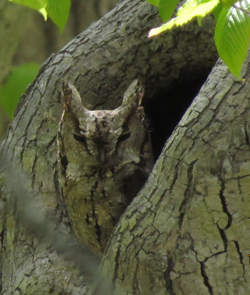 Сплюшка Otus SCOPS