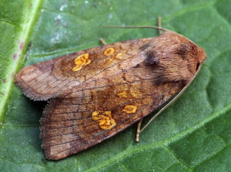 Совка бабочка crambodes talidiformis