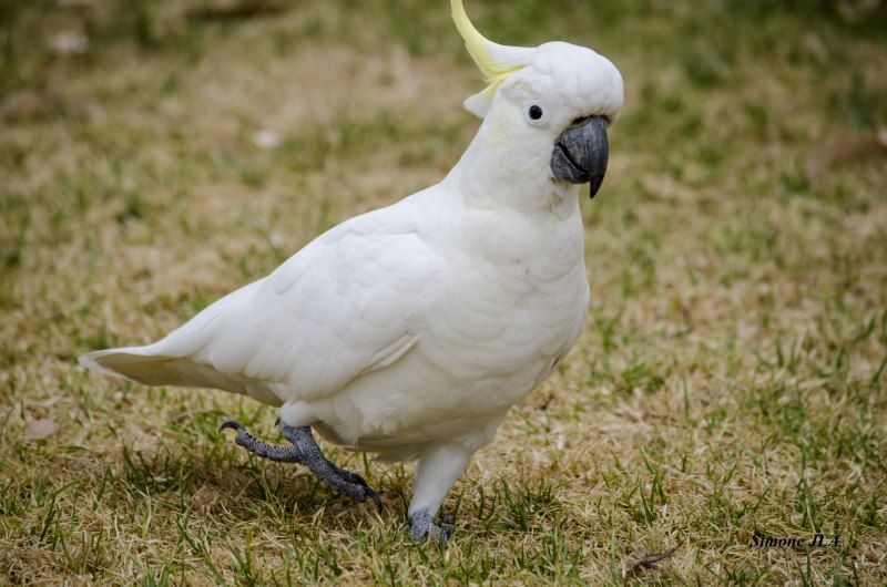 White Cockatoo