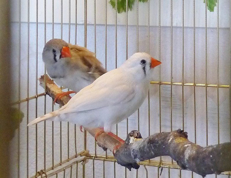 Гульдова амадина