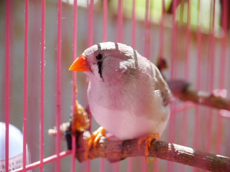 Японские амадины